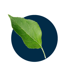 leaf